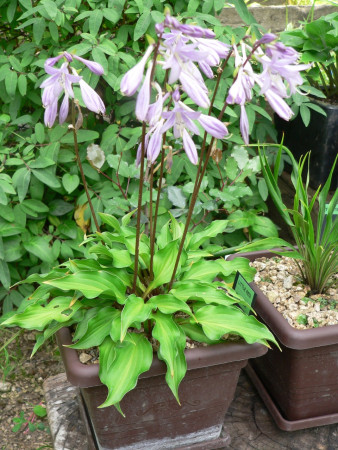 Hosta ´Little Red Rooster´